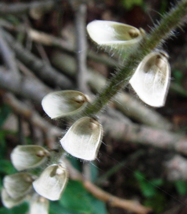 Scutellaria columnae